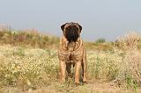 BULLMASTIFF 189